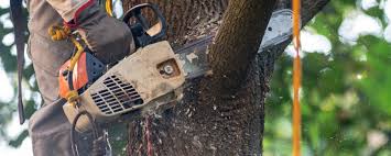 Best Tree Maintenance Programs  in Winnie, TX