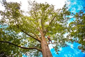 Best Lawn Pest Prevention  in Winnie, TX