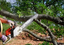 How Our Tree Care Process Works  in  Winnie, TX