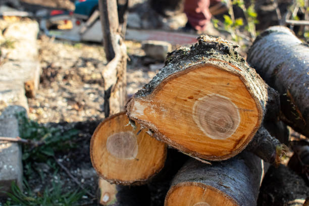 Best Hazardous Tree Removal  in Winnie, TX