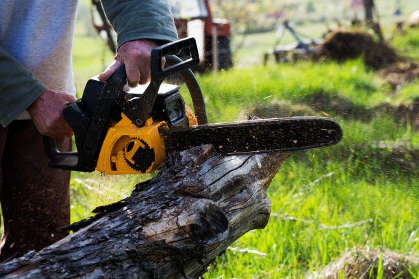 Reliable Winnie, TX Tree Care Solutions